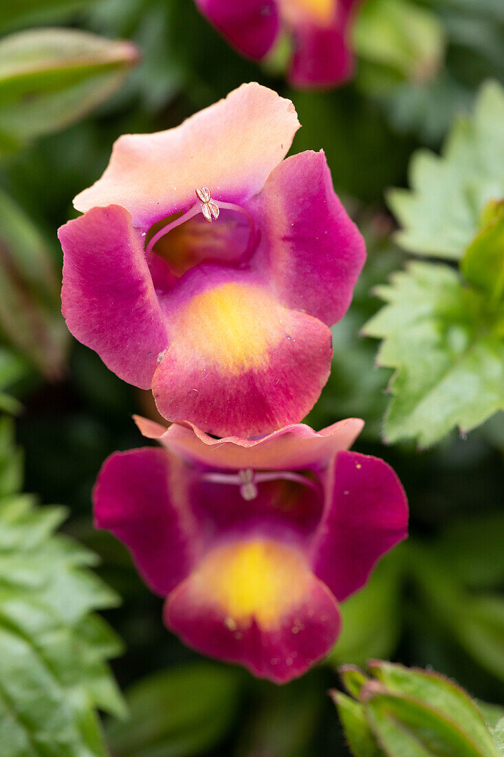 Torenia 'Magenta MOON'