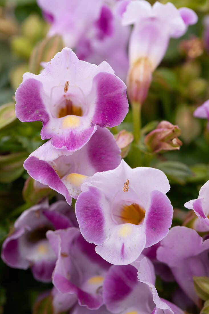 Torenia 'Rose MOON'