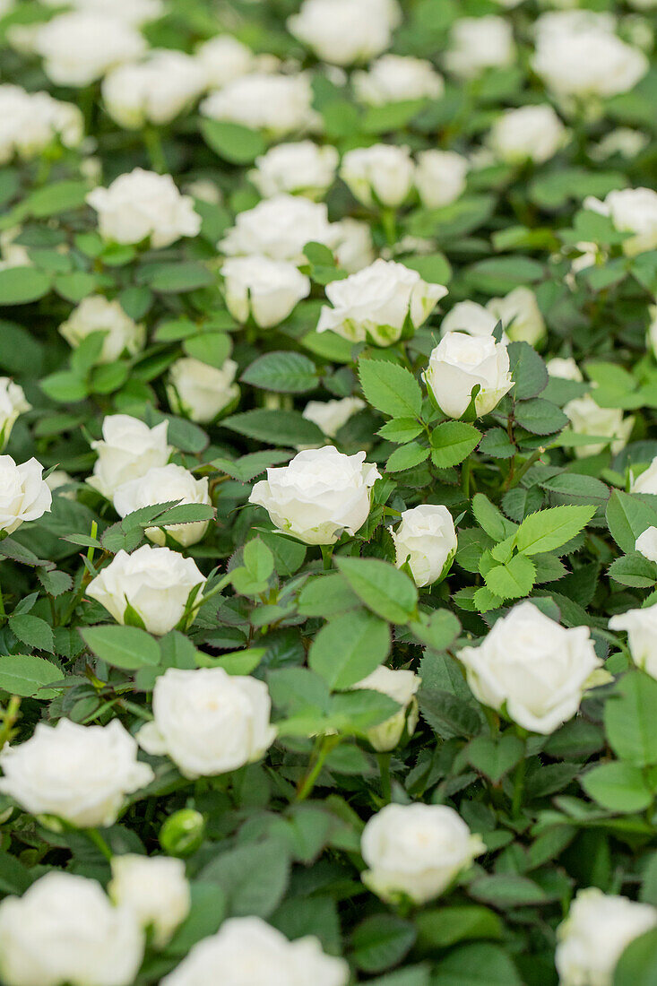 Rosa 'Lotz of White'
