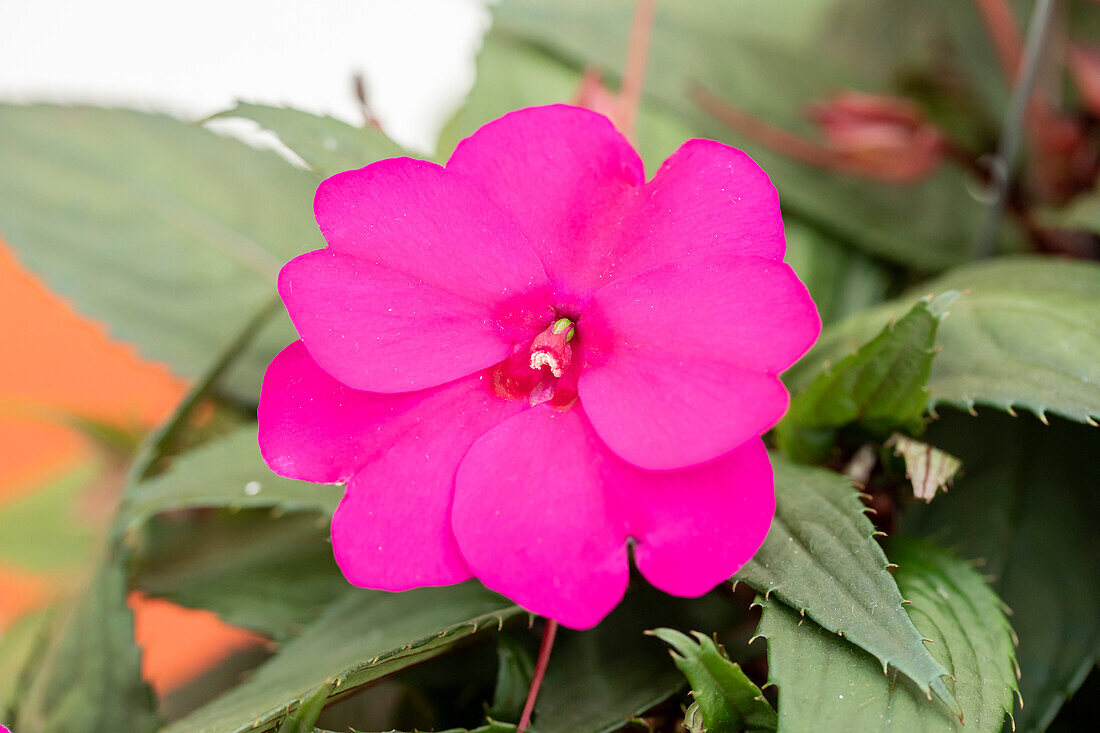 Impatiens new guinea 'SunStanding Purple'