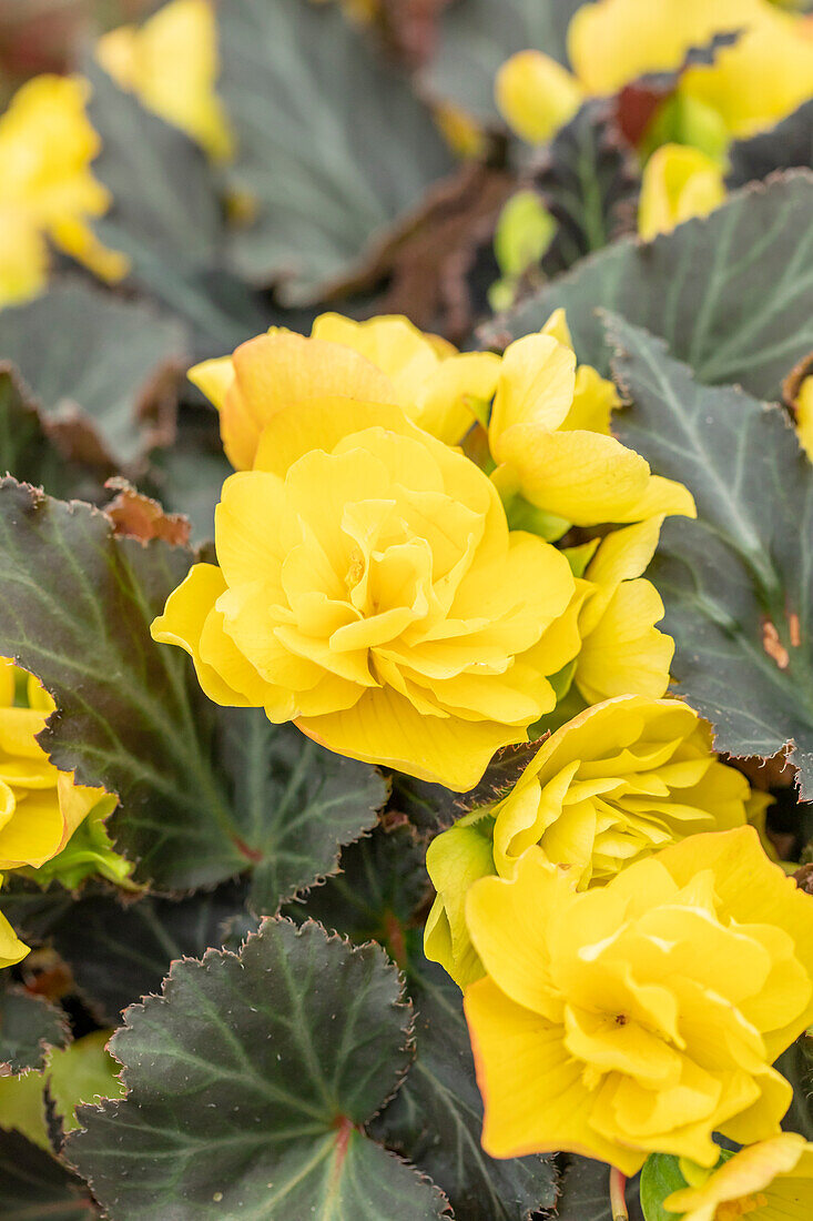 Begonia I´CONIA Portofino 'Yellow'