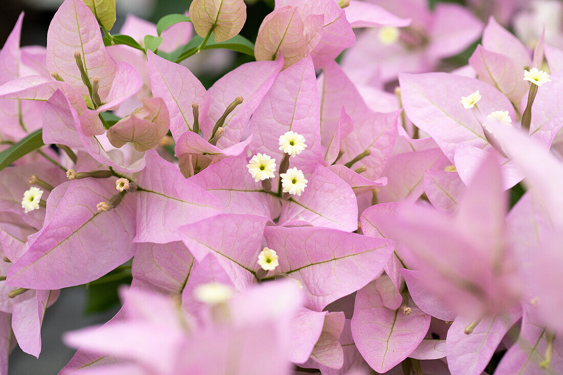 Bougainvillea 'Rijnstar Lila'