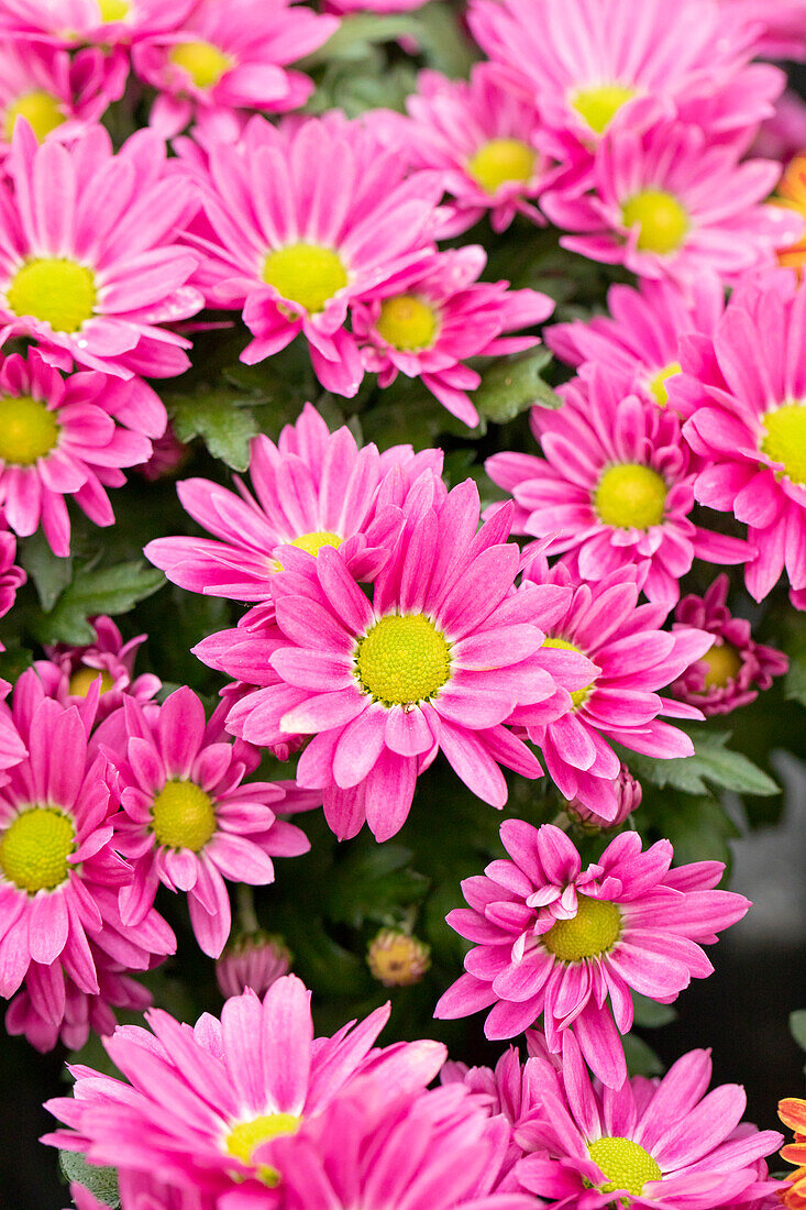 Chrysanthemum 'Swifty Dark Pink'