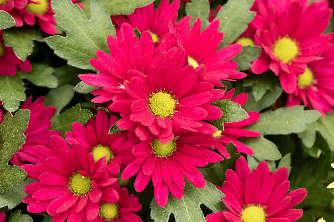 Chrysanthemum indicum 'Stream Purple'