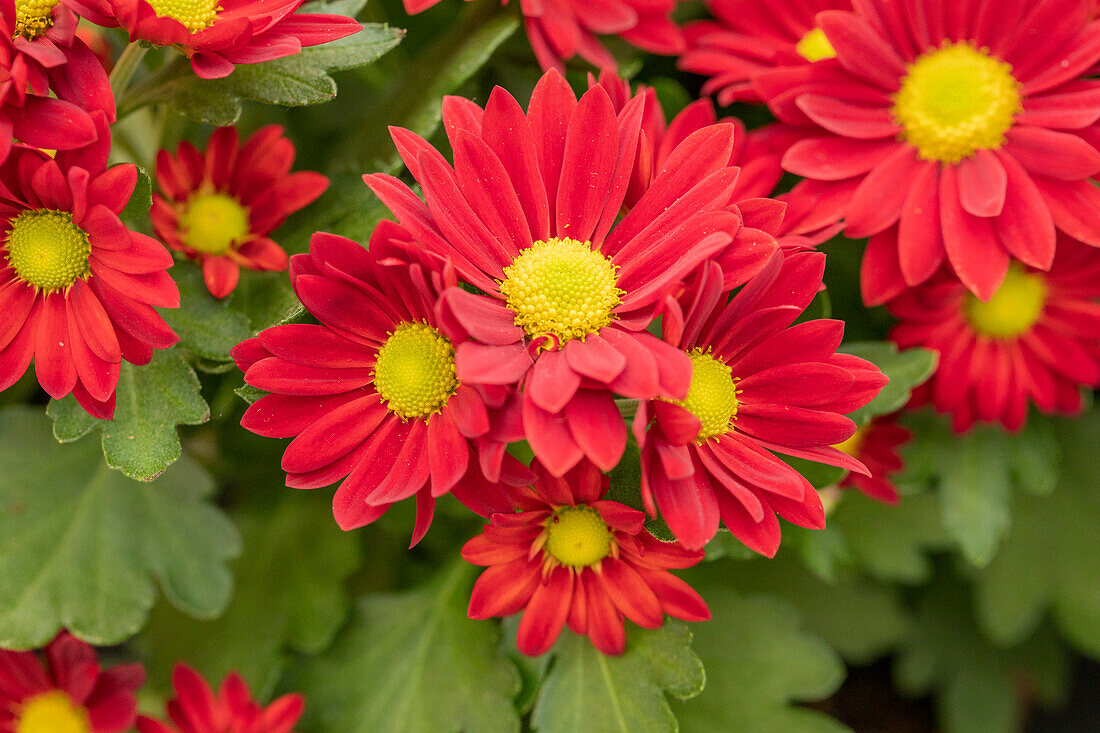 Chrysanthemum indicum 'Stream Red'