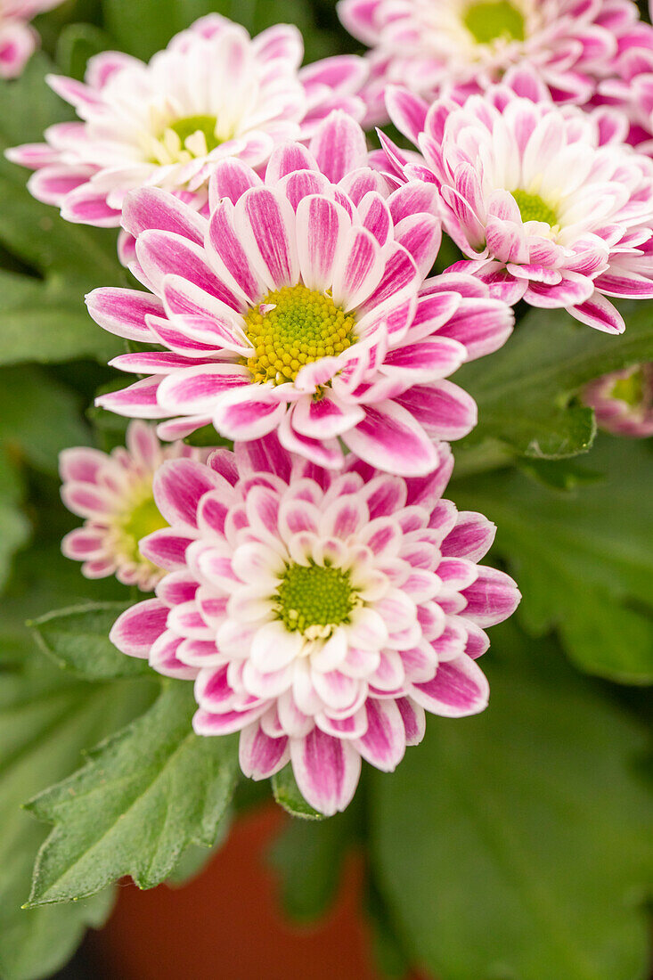 Chrysanthemum indicum 'Stream Pink Bicolor'