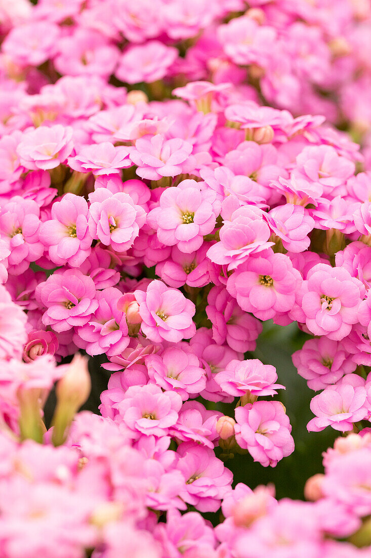 Kalanchoe blossfeldiana 'Calandiva ® Zeta