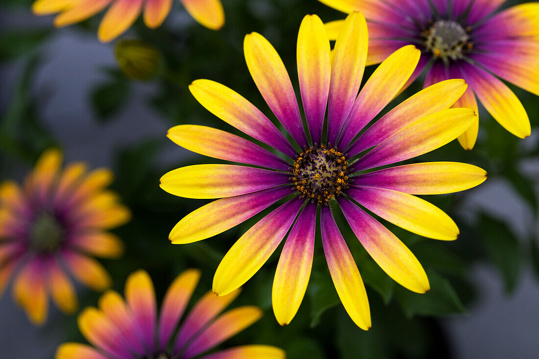 Osteospermum ecklonis 'Compact FlowerPower® Purple Sun'