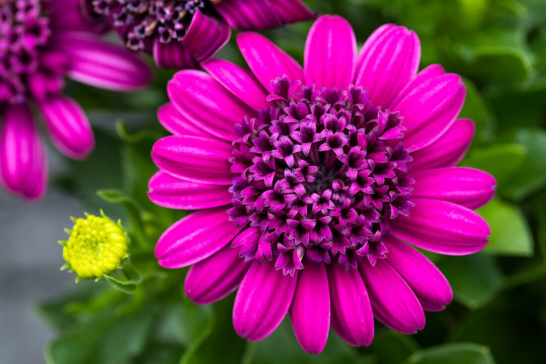 Osteospermum ecklonis '3D Purple '18'