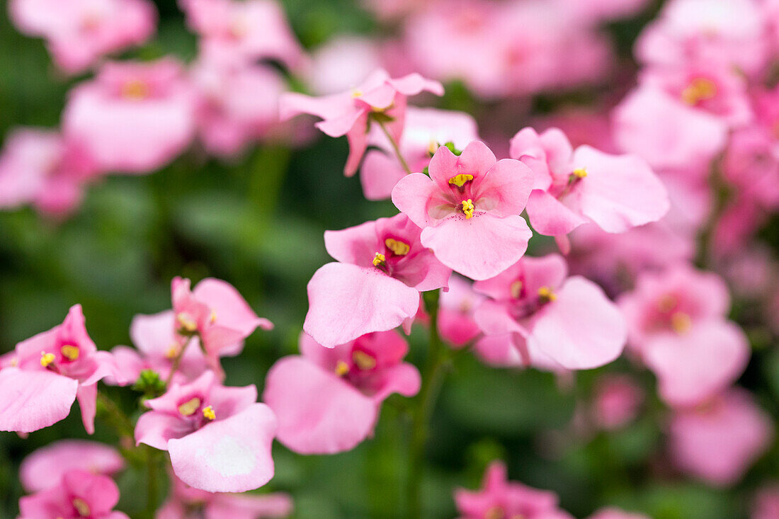 Diascia barberae 'Piccadilly® Hot Pink'