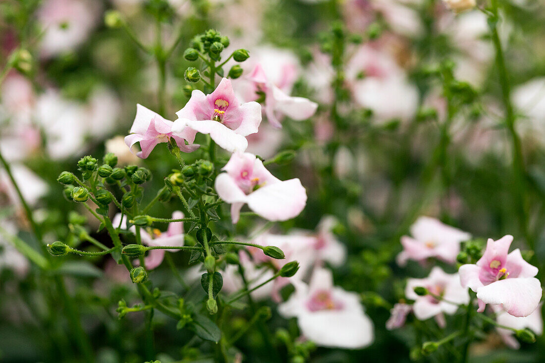 Diascia barberae 'Piccadilly® Appleblossom'.