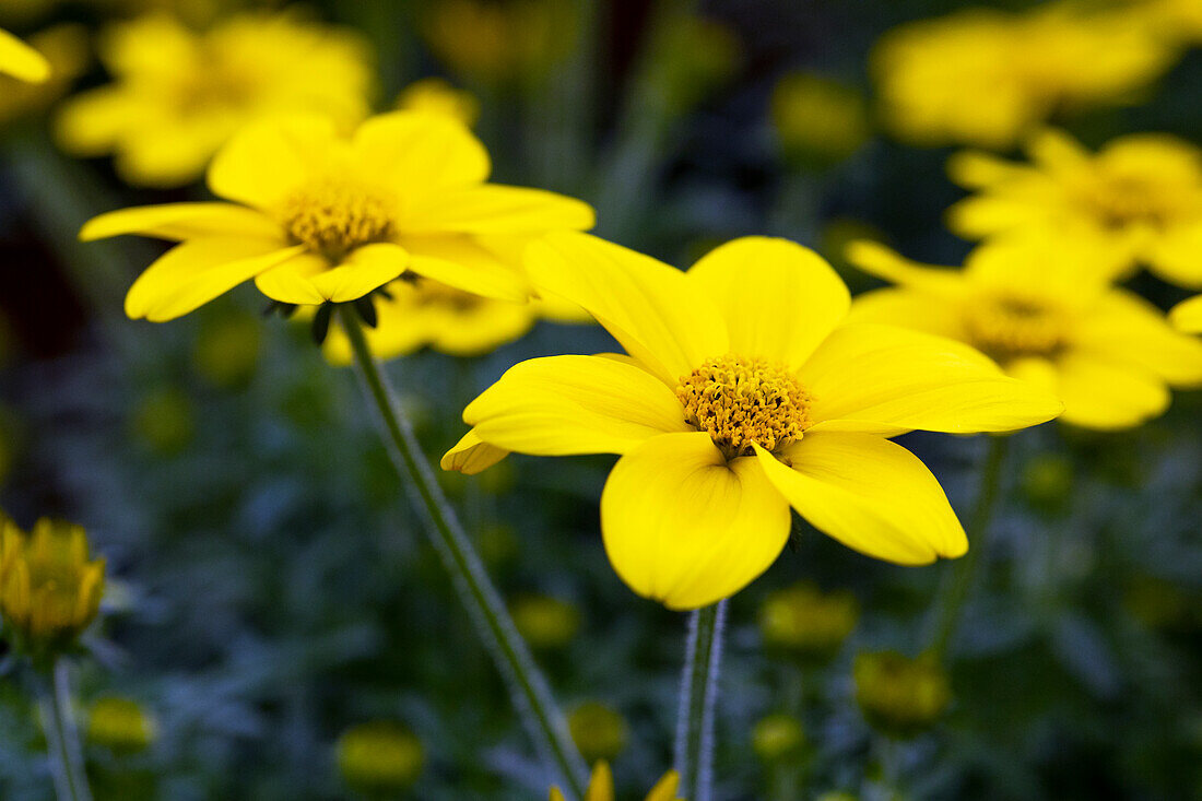 Bidens ferulifolia Eldoro® Yellow