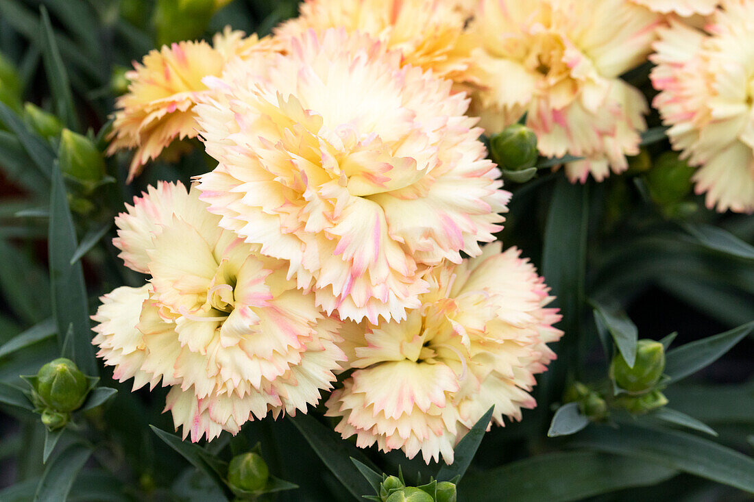 Dianthus caryophyllus 'Colores® Oro'