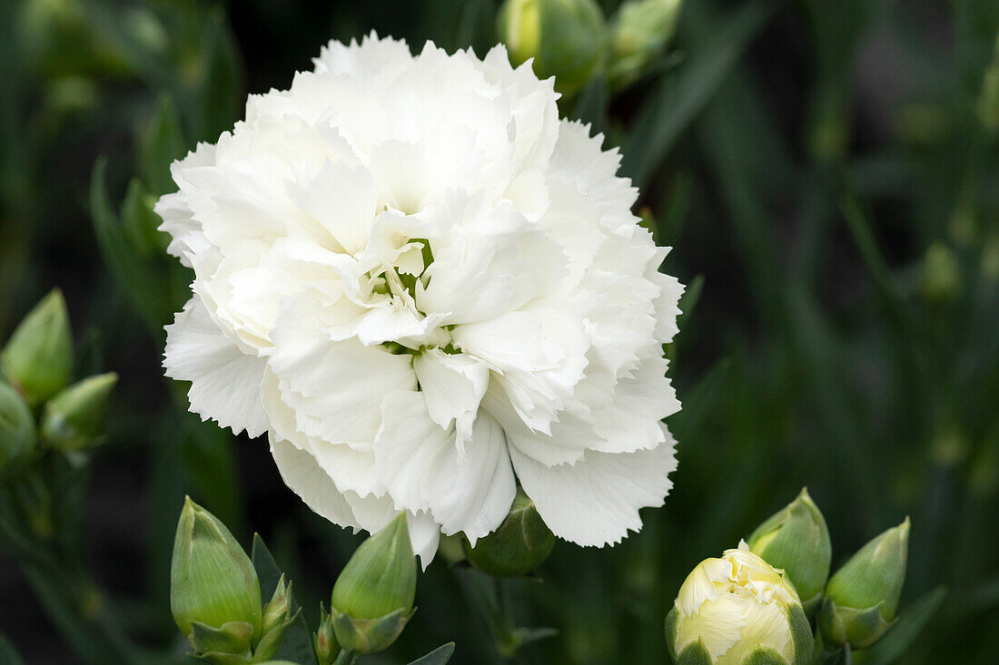 Dianthus caryophyllus 'SuperTrouper® Witta'