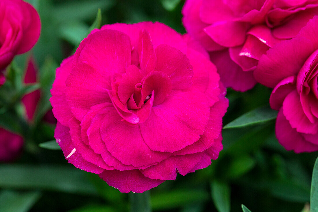 Dianthus caryophyllus 'SuperTrouper® Betty'