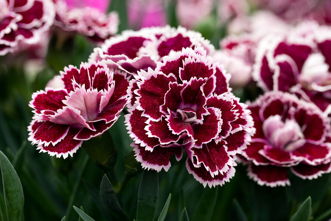 Dianthus caryophyllus 'SuperTrouper® Sophie'