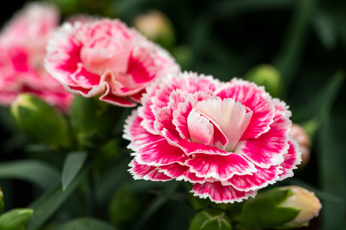 Dianthus caryophyllus 'SuperTrouper® Romy'