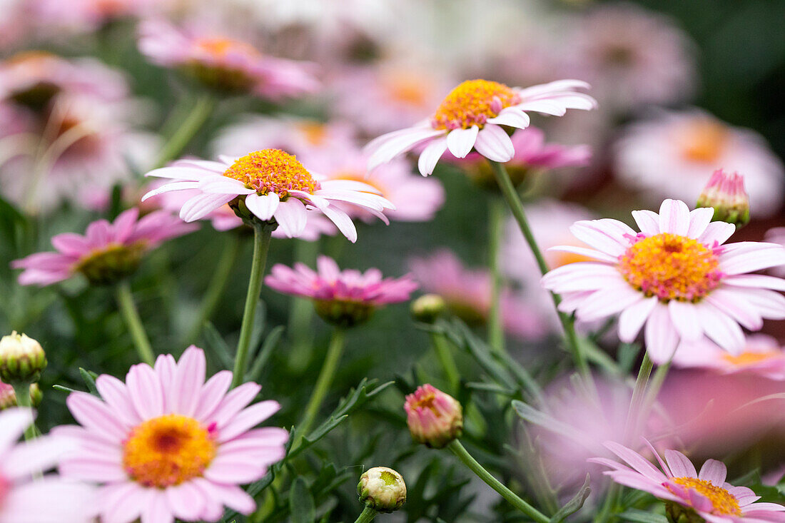 Argyranthemum frutescens 'LaRita® Rose