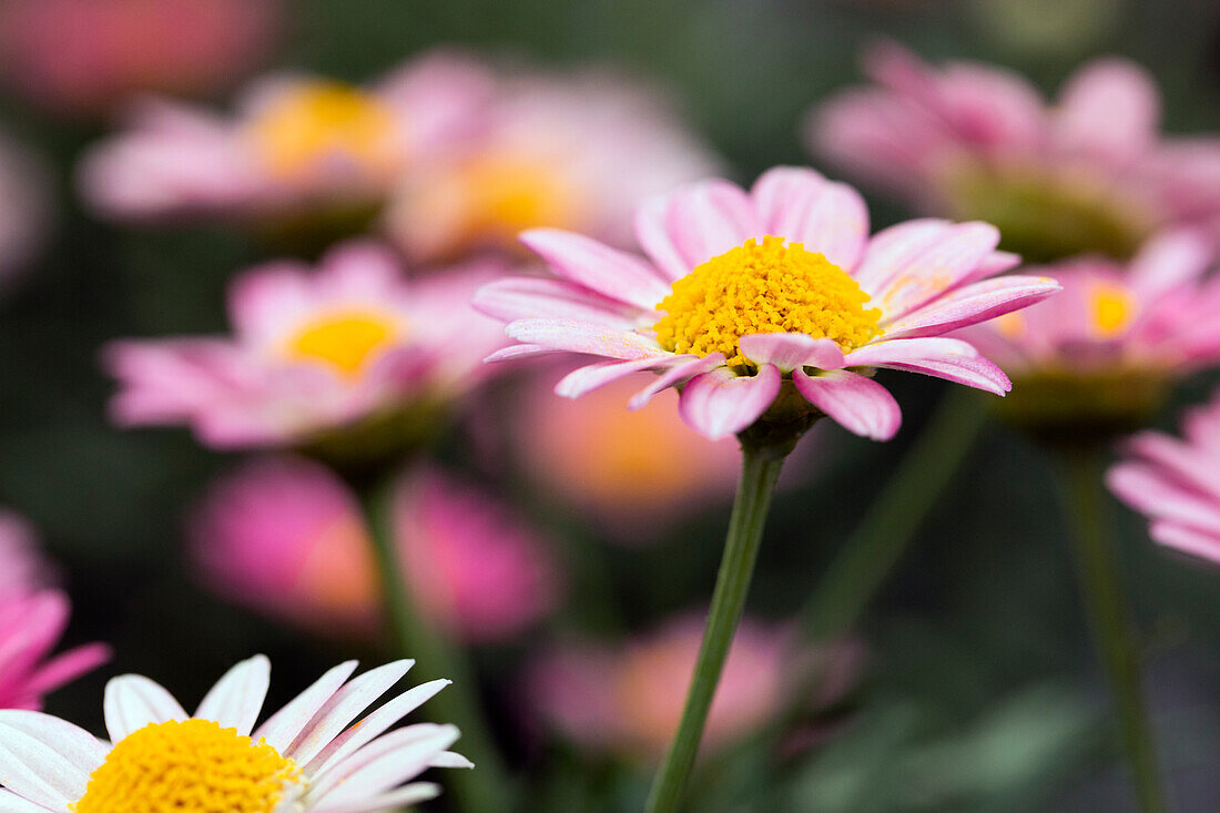 Argyranthemum frutescens Argyranthemum frutescens 'LaRita® Salmon Pink'