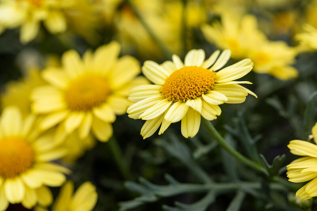 Argyranthemum frutescens Argyranthemum frutescens LaRita® Yellow