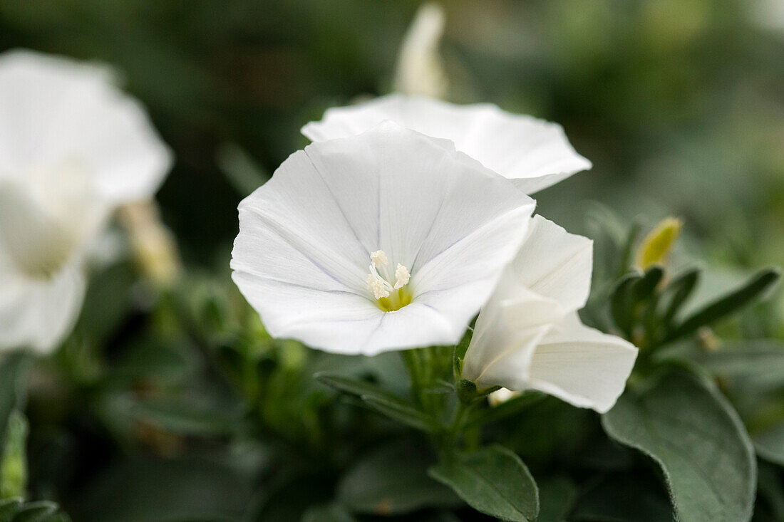 Convolvulus sabatius sel® 'Prime White'