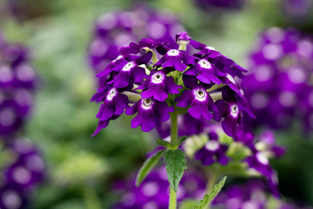 Verbena 'Lascar® Purple'