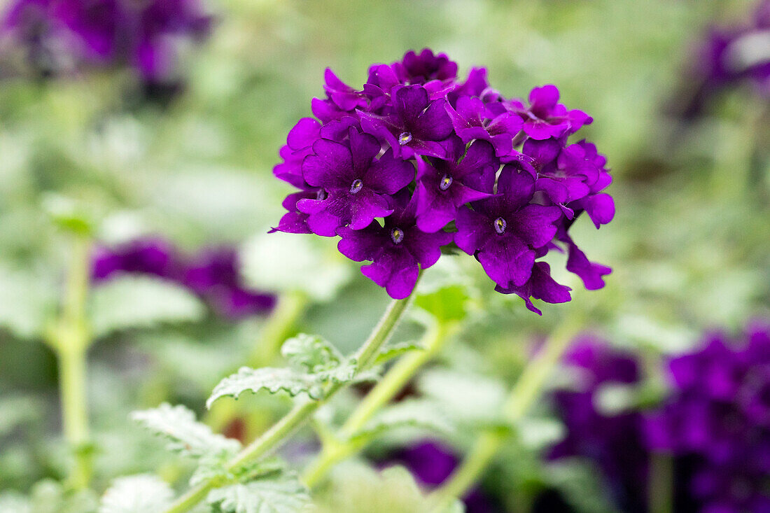 Verbena Lascar® Black Velvet