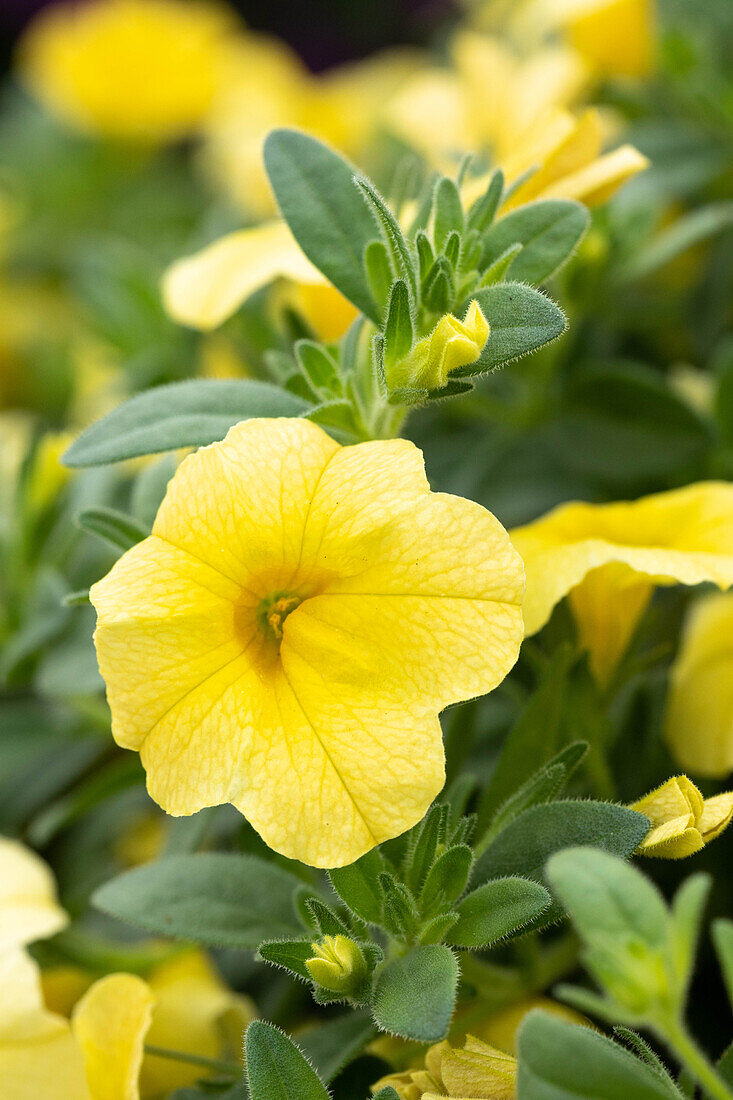 Calibrachoa 'Colibri™ Lemon'