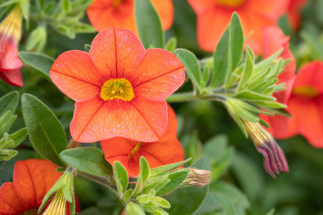 Calibrachoa Noa® Papaya