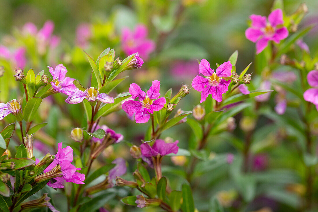 Cuphea hyssopifolia Cupid 'Purple Improved'