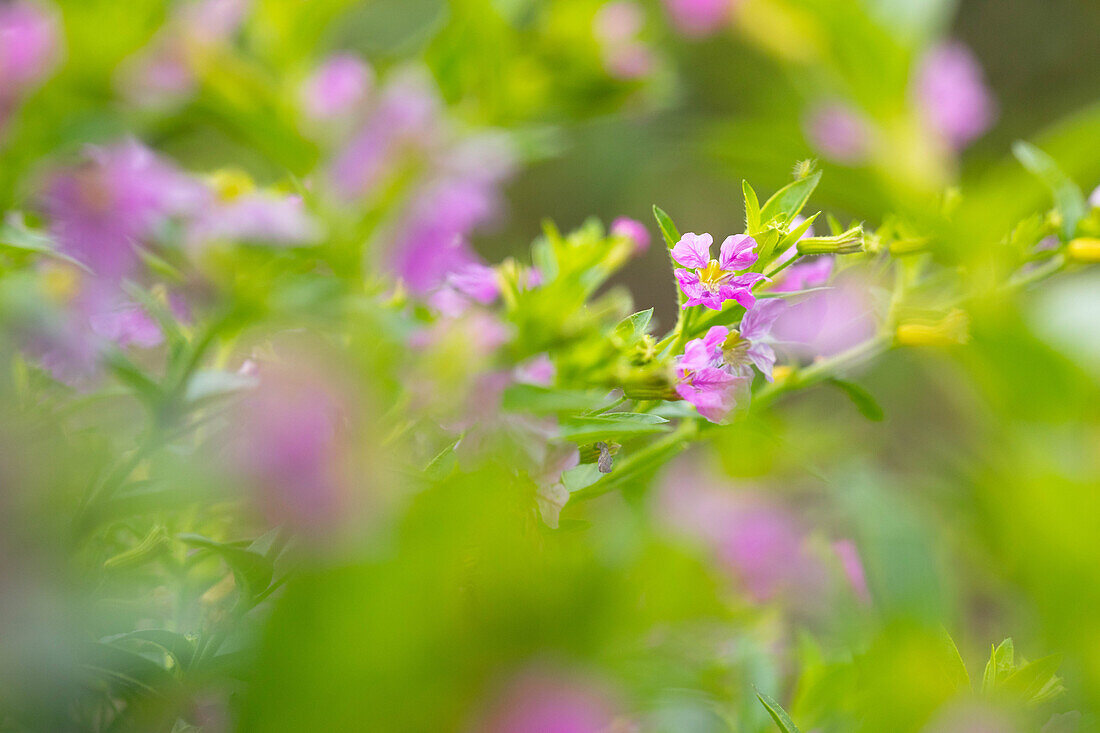 Cuphea hyssopifolia Allyson Lavender