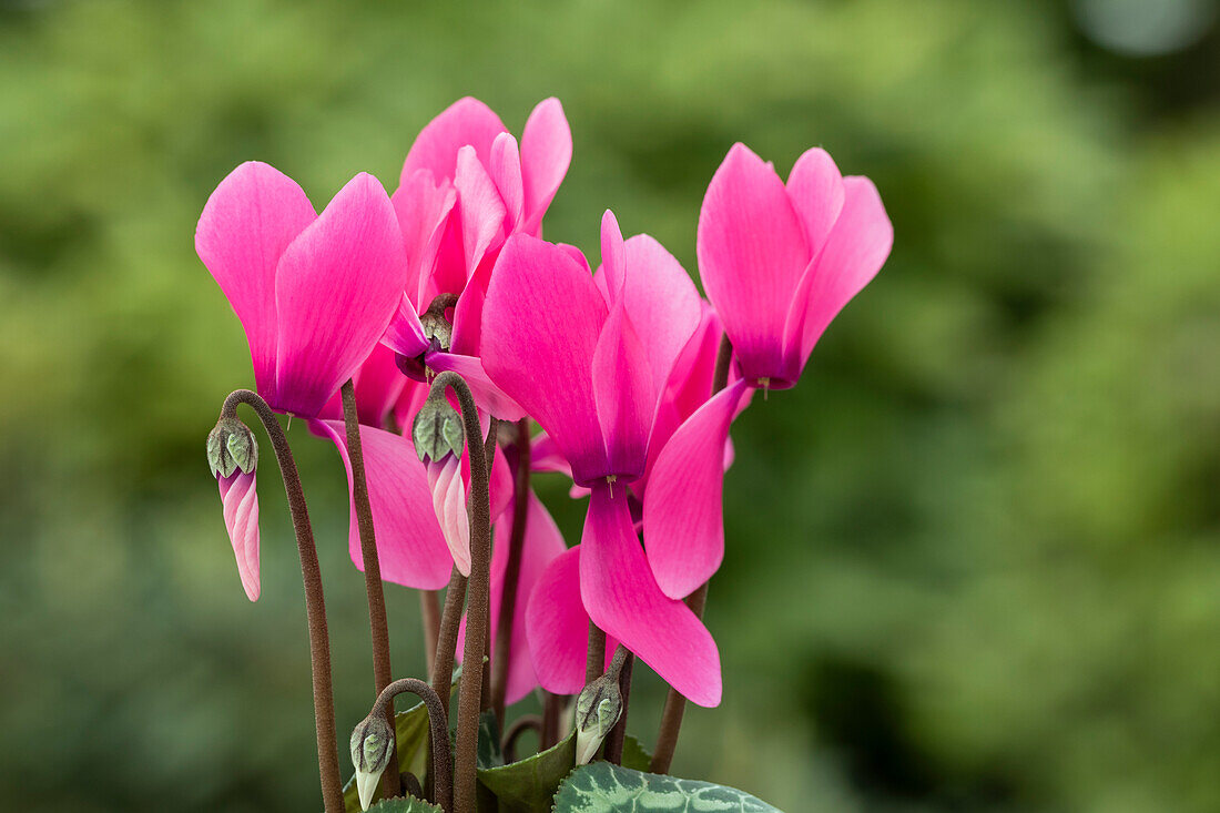 Cyclamen persicum 'Facila Summer Purple'