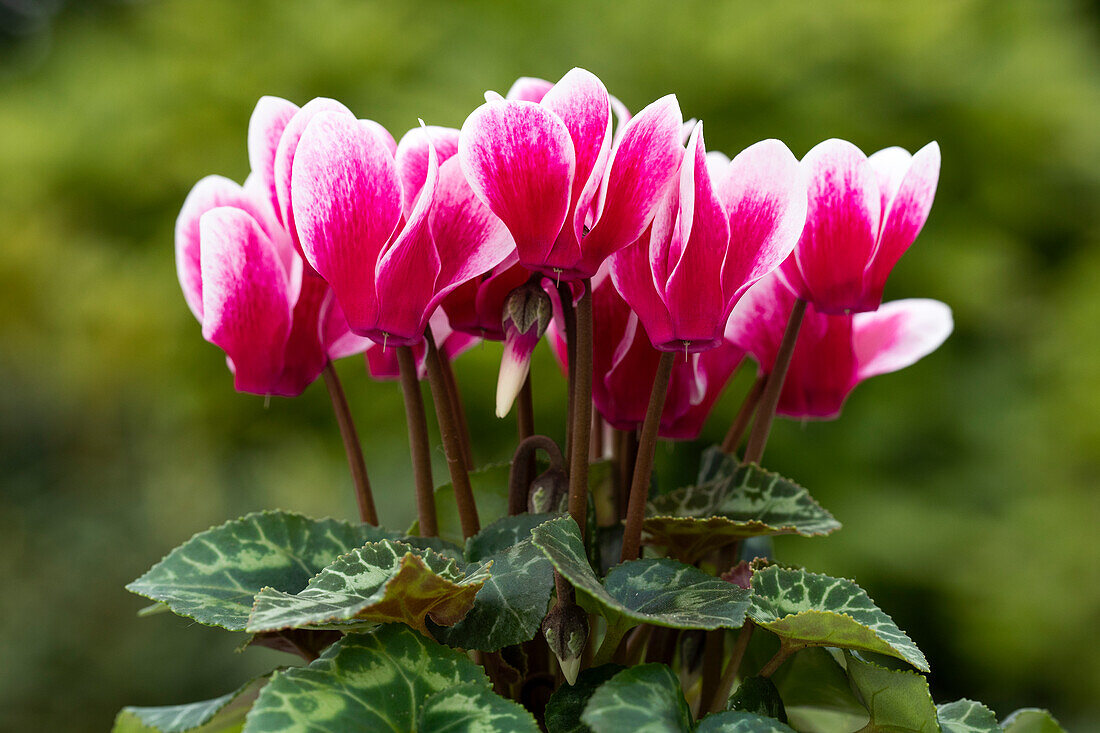 Cyclamen persicum 'Facila Summer Shine Wine Red'