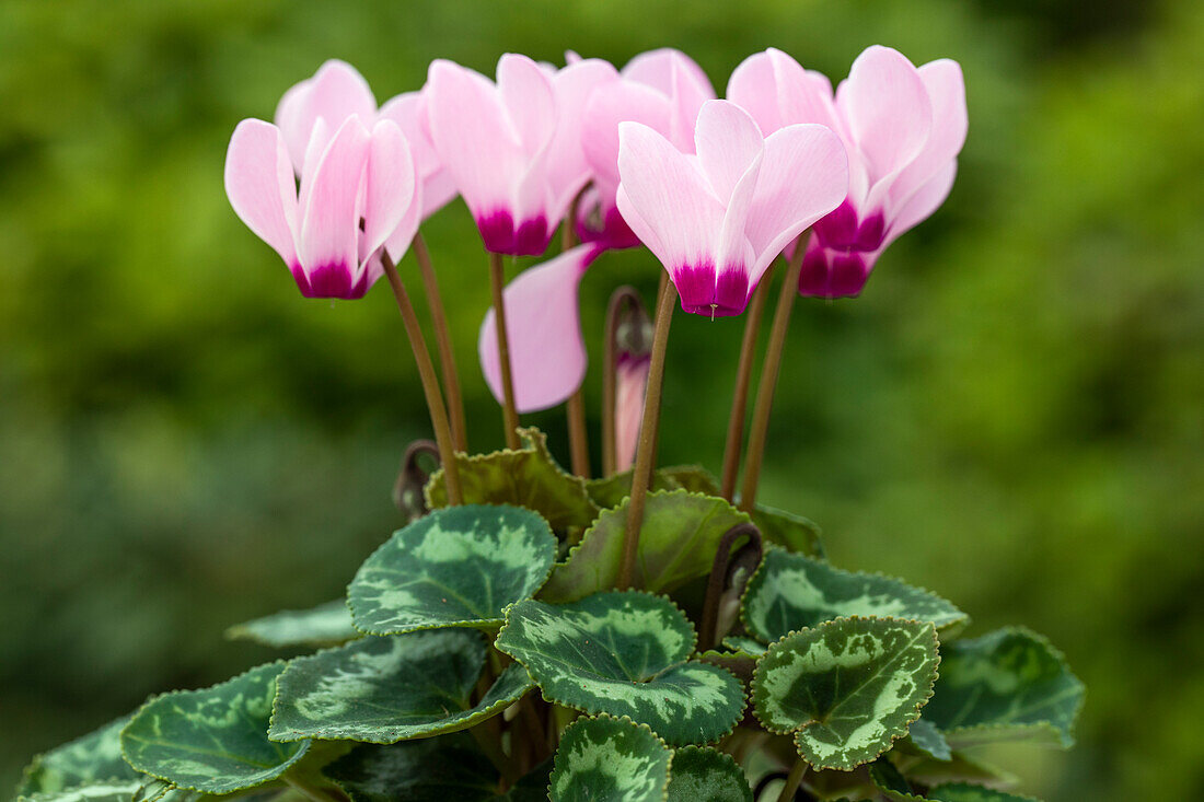 Cyclamen persicum Facila Summer Light Pink Eye