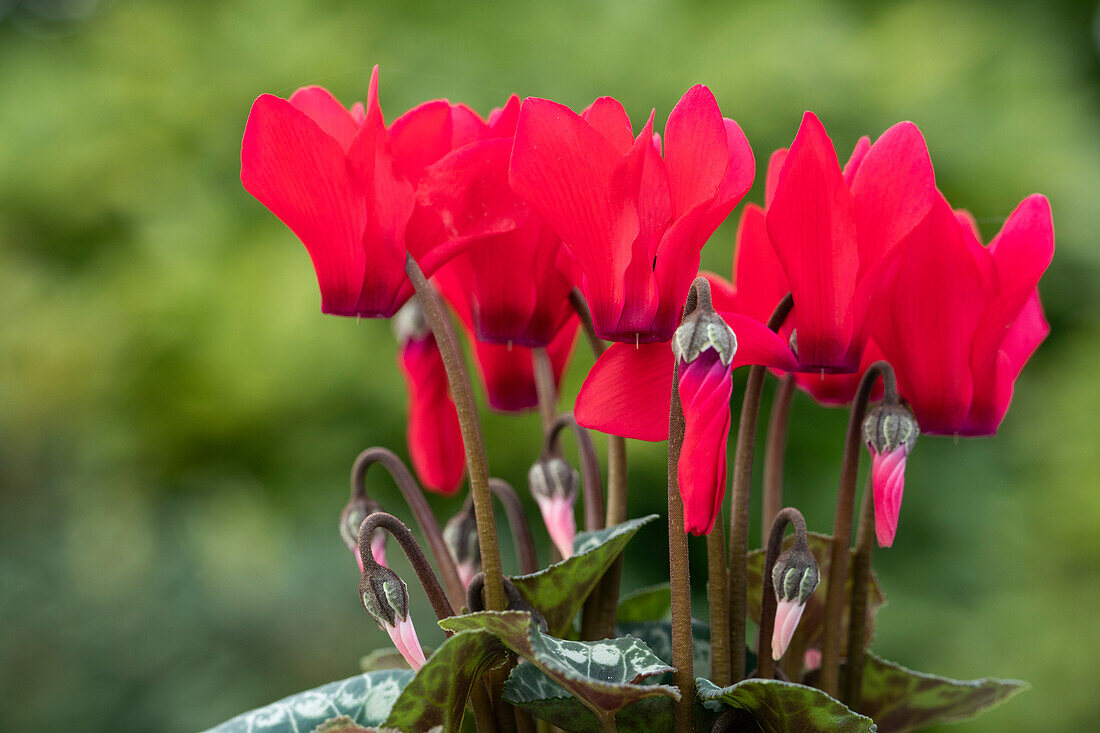 Cyclamen persicum Facila Winter Scarlet