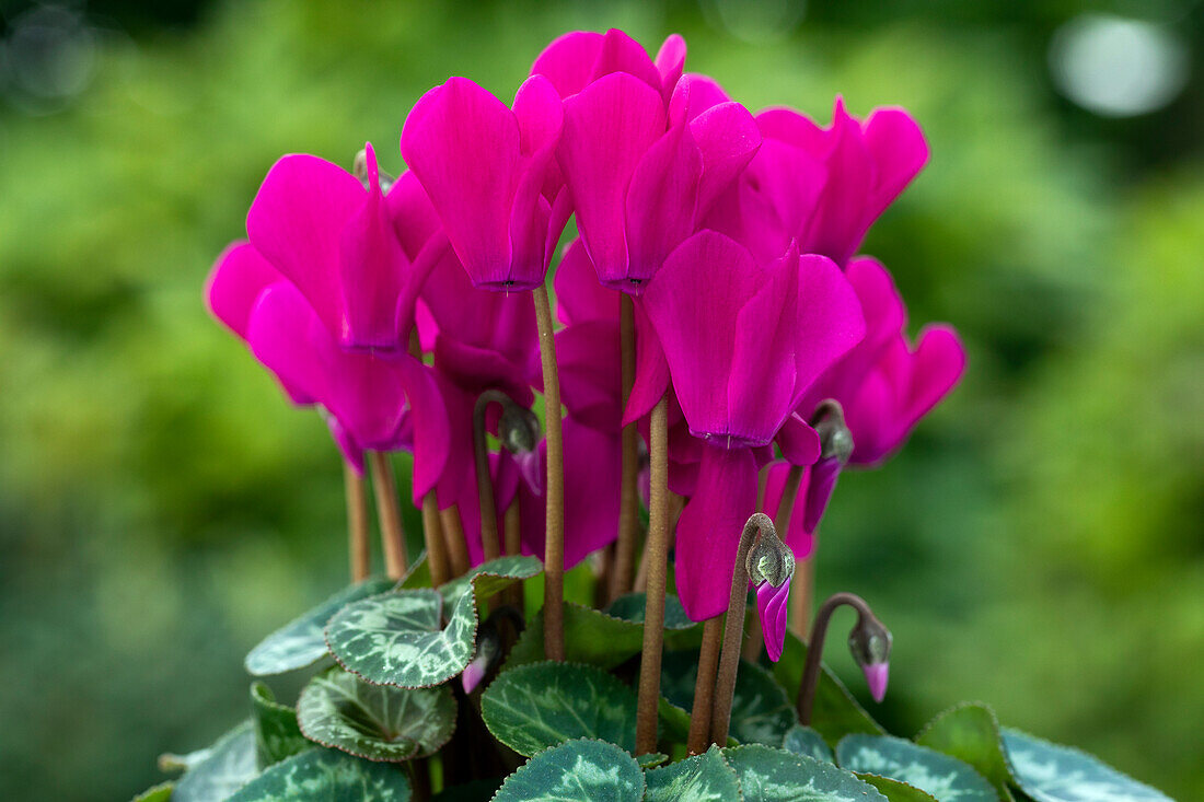 Cyclamen persicum Facila Winter Purple