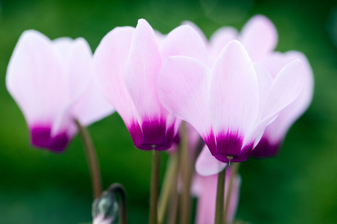 Cyclamen persicum 'Facila Winter Light Pink Eye'