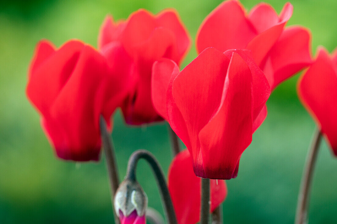 Cyclamen Melody Outdoor® 'Red'