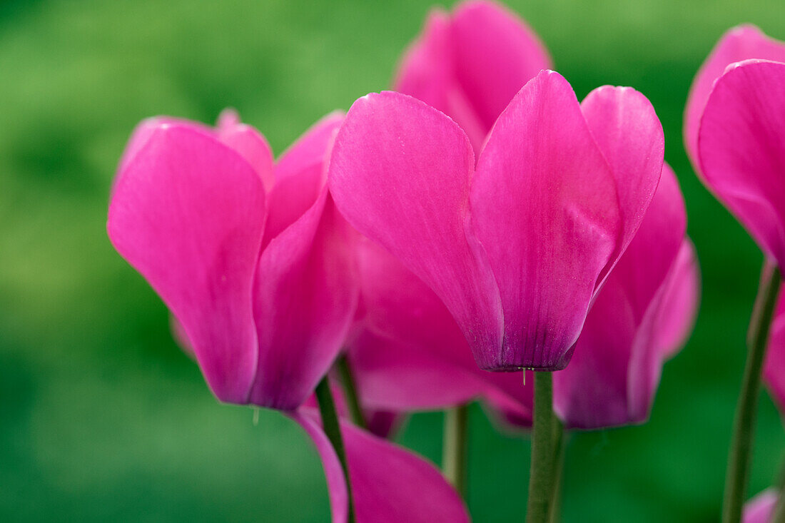 Cyclamen Melody Outdoor® 'Purple'