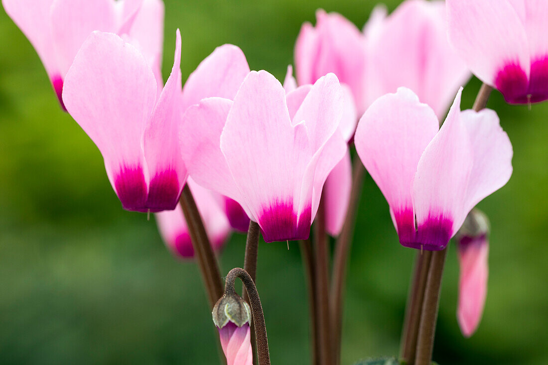 Cyclamen Melody Outdoor® 'Light Pink Eye'