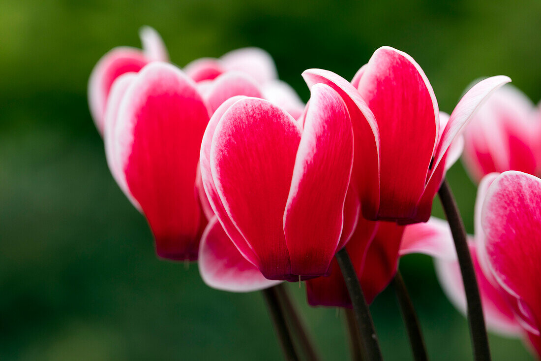 Cyclamen Melody Outdoor® 'Fire'