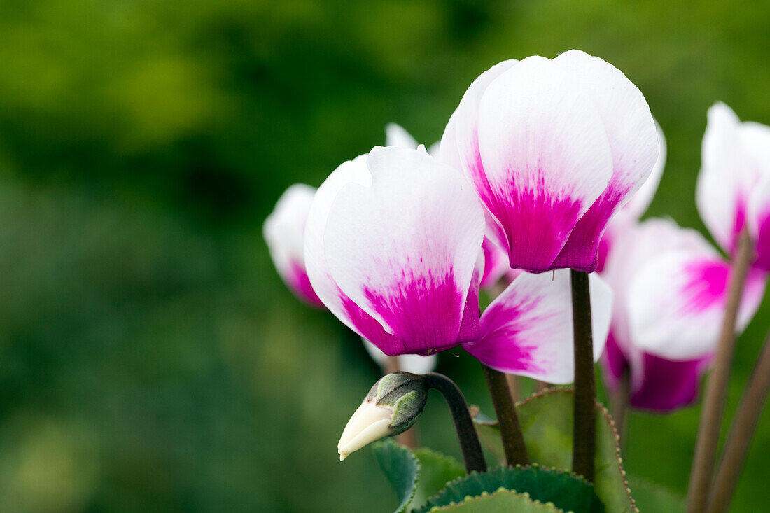 Cyclamen persicum Merita 'Shine Purple'