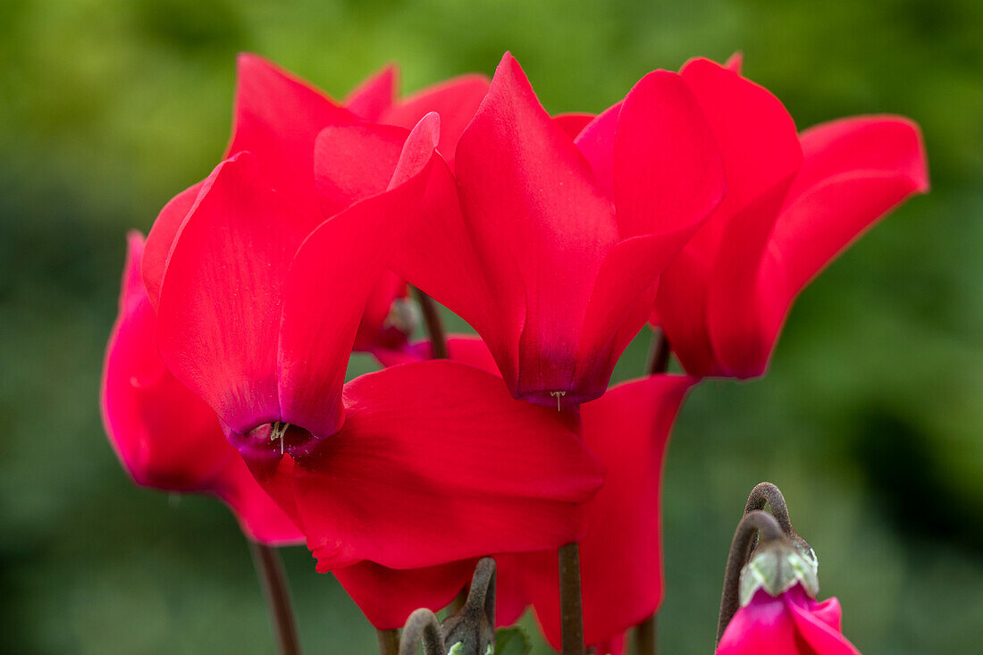 Cyclamen persicum Merita 'Red'