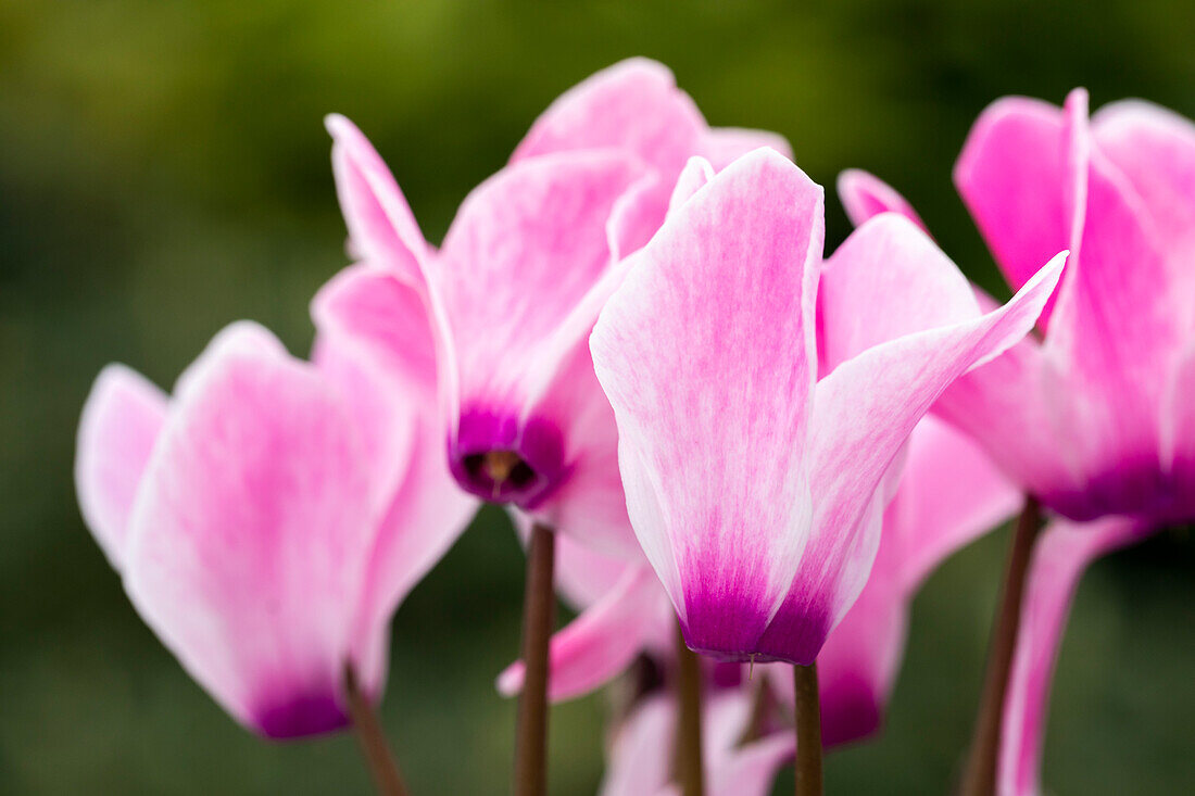 Cyclamen persicum Merita 'Pink Flamed'