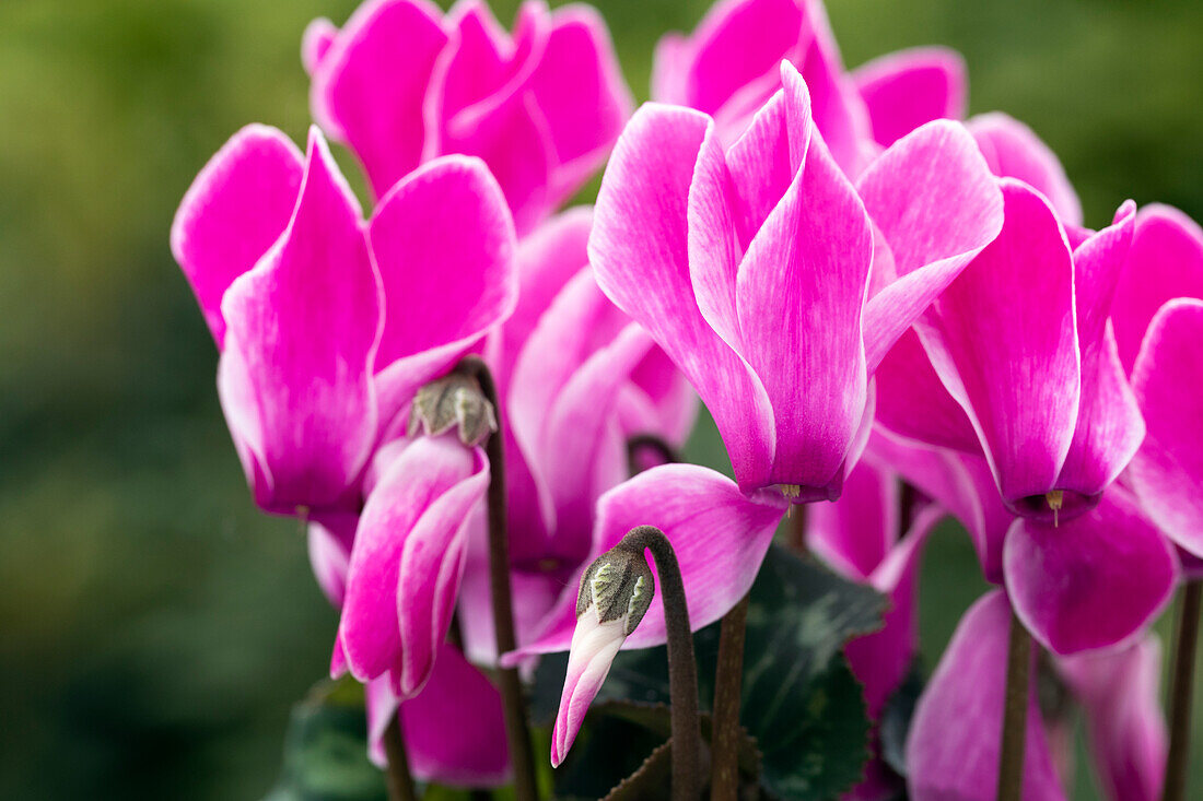 Cyclamen persicum Merita 'Wine Red Flamed'