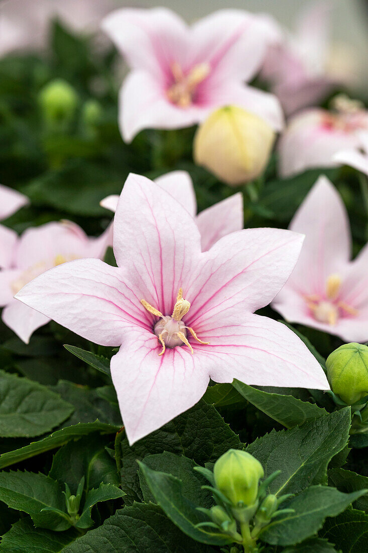 Platycodon grandiflorus 'Pop Star Pink'