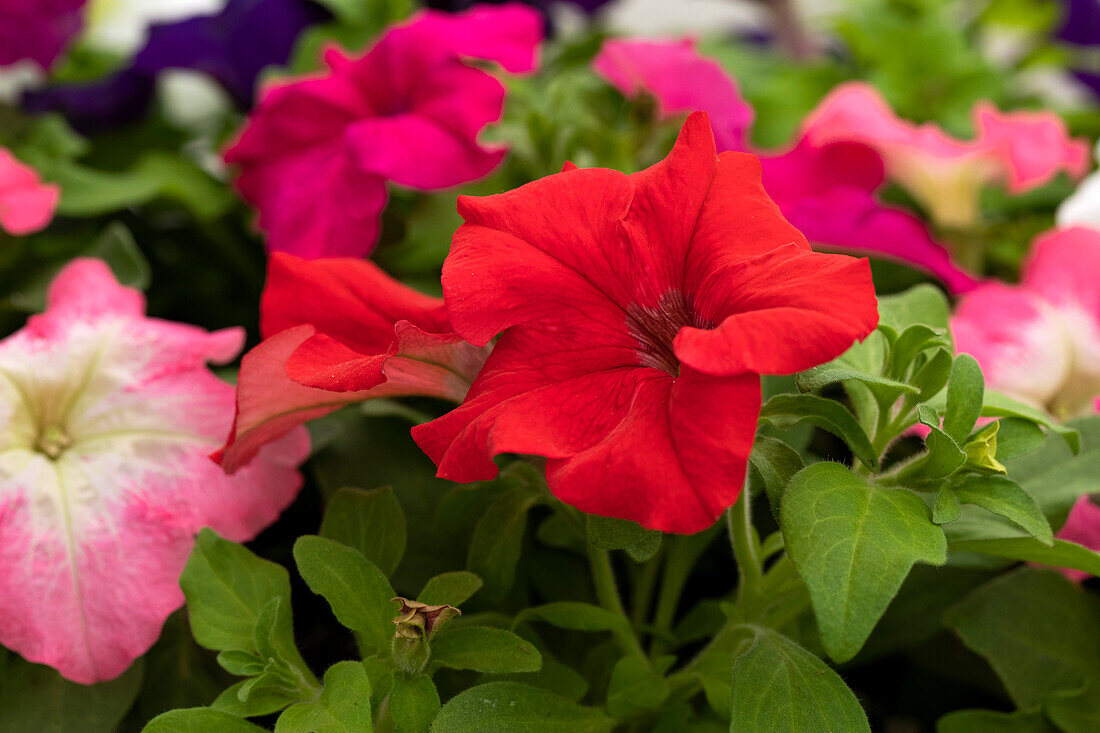 Petunia grandiflora Success!® HD 'Red'