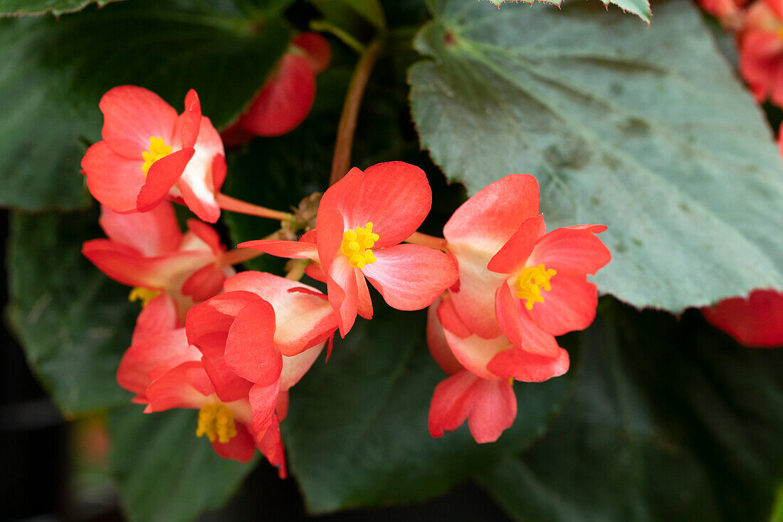 Begonia x benariensis 'BIG® Red Green Leaf'