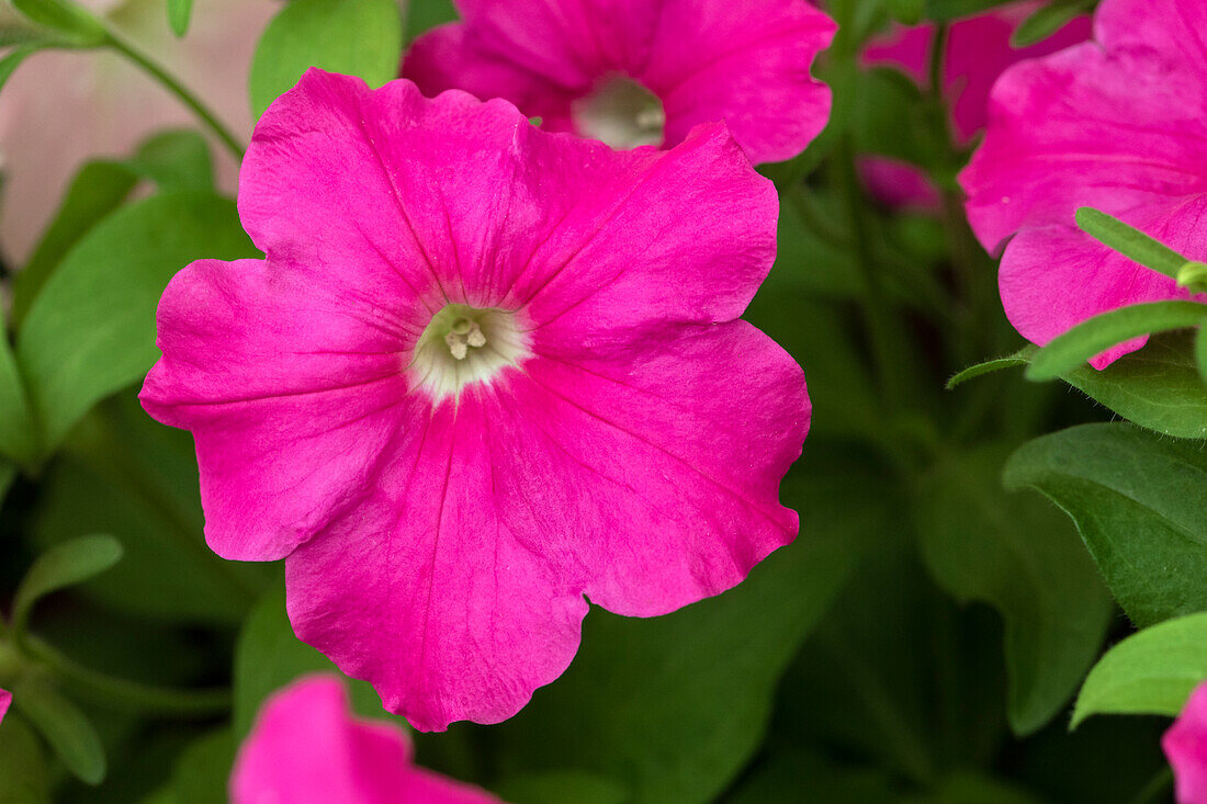 Petunia 'Success! Pink'