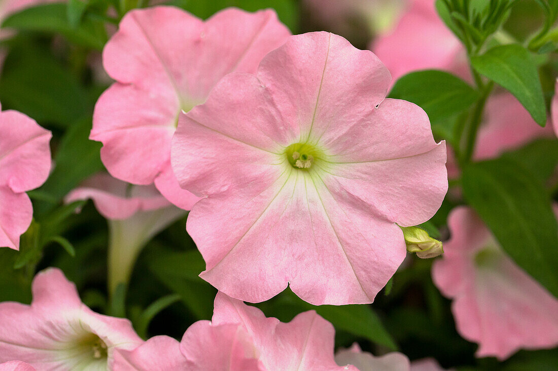 Petunia 'Success! Pink Chiffon